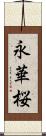 永華桜 Scroll