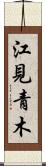 江見青木 Scroll