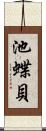 池蝶貝 Scroll