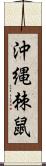 沖縄棘鼠 Scroll