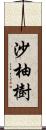 沙柚樹 Scroll