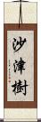 沙津樹 Scroll