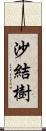 沙結樹 Scroll
