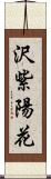 沢紫陽花 Scroll