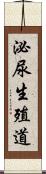 泌尿生殖道 Scroll