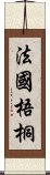 法國梧桐 Scroll