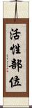 活性部位 Scroll