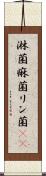 淋菌 Scroll