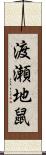 渡瀬地鼠 Scroll