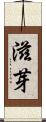 滋芽 Scroll