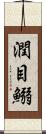 潤目鰯 Scroll