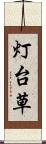 灯台草 Scroll