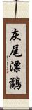 灰尾漂鷸 Scroll