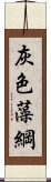 灰色藻綱 Scroll