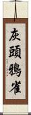 灰頭鴉雀 Scroll