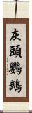 灰頭鸚鵡 Scroll