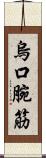 烏口腕筋 Scroll