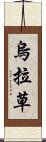 烏拉草 Scroll