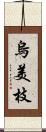 烏美枝 Scroll