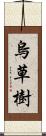 烏草樹 Scroll