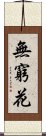 無窮花 Scroll