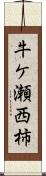 牛ケ瀬西柿 Scroll