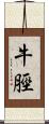 牛脛 Scroll