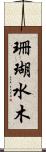 珊瑚水木 Scroll