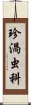 珍渦虫科 Scroll