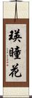 瑛瞳花 Scroll