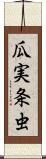 瓜実条虫 Scroll