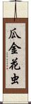 瓜金花虫 Scroll