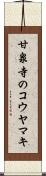 甘泉寺のコウヤマキ Scroll