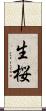 生桜 Scroll
