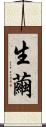生繭 Scroll