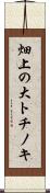畑上の大トチノキ Scroll