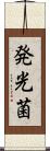 発光菌 Scroll