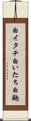 白イタチ Scroll