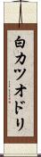 白カツオドリ Scroll
