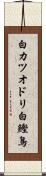 白カツオドリ Scroll