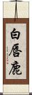 白唇鹿 Scroll