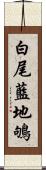 白尾藍地鴝 Scroll