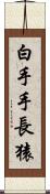 白手手長猿 Scroll