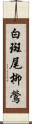 白斑尾柳鶯 Scroll