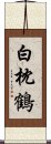 白枕鶴 Scroll