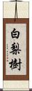 白梨樹 Scroll