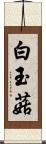 白玉菇 Scroll
