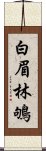 白眉林鴝 Scroll