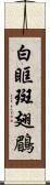 白眶斑翅鶥 Scroll