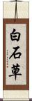 白石草 Scroll